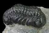 Austerops Trilobite - Excellent Specimen #138956-5